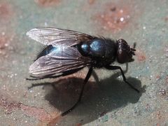 Protophormia terraenovae