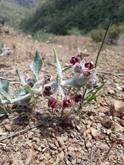 Asclepias californica californica