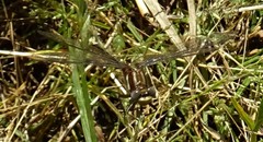 Phanogomphus lividus
