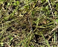 Phanogomphus lividus