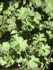 Alchemilla mollis