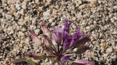 Allium fimbriatum