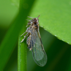 Muellerianella laminalis