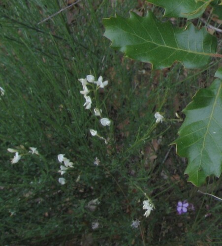 White spanishbroom (Cytisus multiflorus)