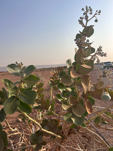 giant milkweed