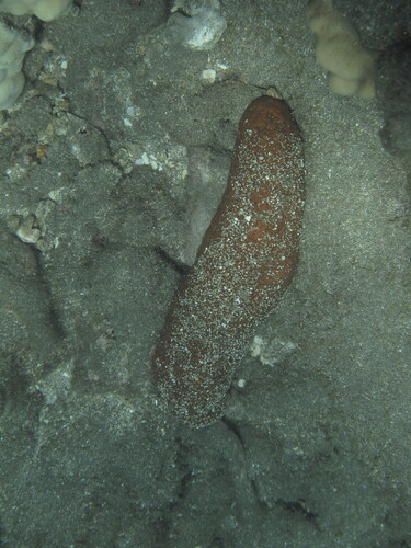 Actinopyga obesa observed 2026-08-01