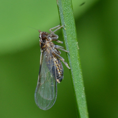 Muellerianella laminalis
