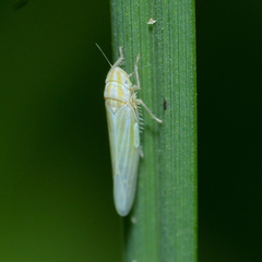 Dikraneura angustata