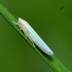 Dikraneura angustata