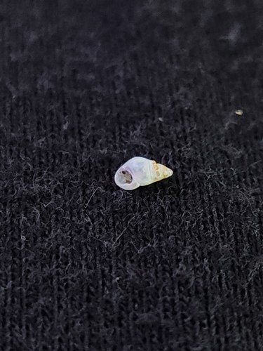 Rissoa violacea, 2026-08-06