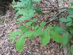Phylloxera spinosa