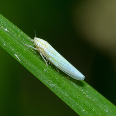 Dikraneura angustata