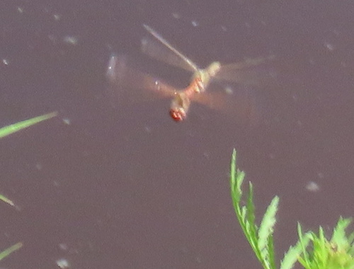 Variegated Meadowhawk