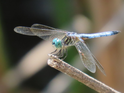 Blue Dasher
