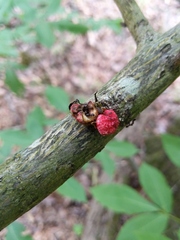 Phylloxera spinosa