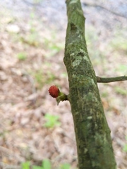 Phylloxera spinosa