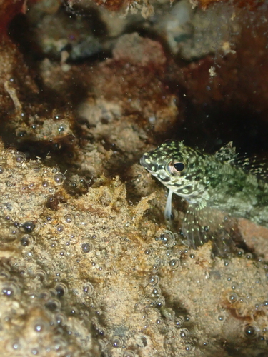 Margarita blenny (Malacoctenus margaritae) — Labrisomidae — 3