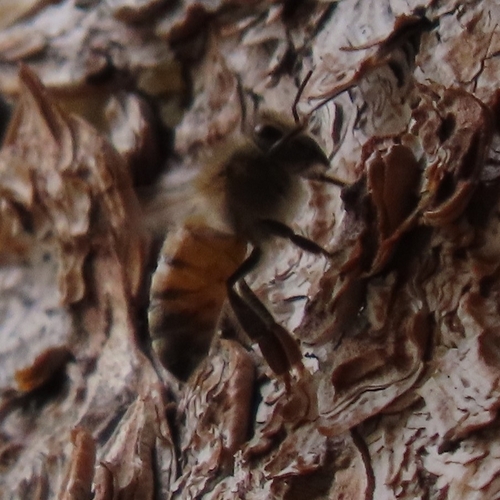 iNaturalist observation photo of Western Honey Bee