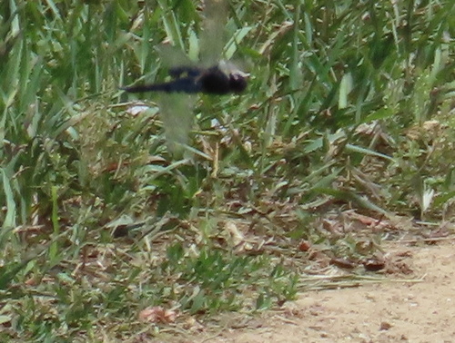 Black Saddlebags