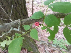 Phylloxera spinosa