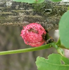 Phylloxera spinosa