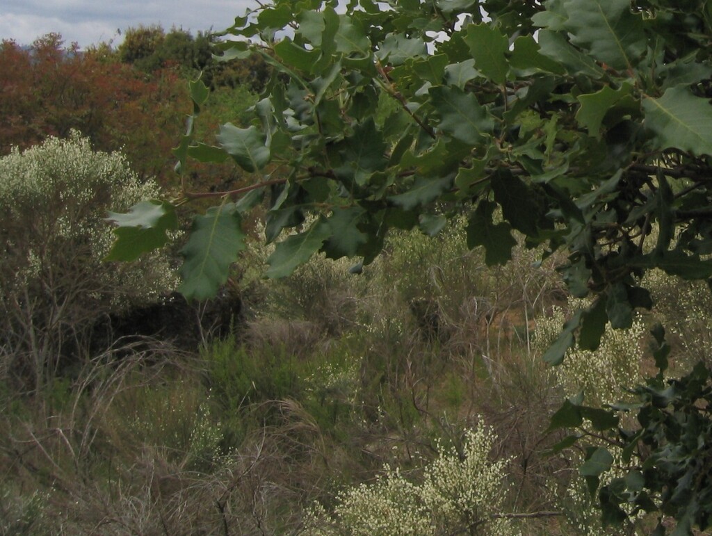 White spanishbroom (Cytisus multiflorus)