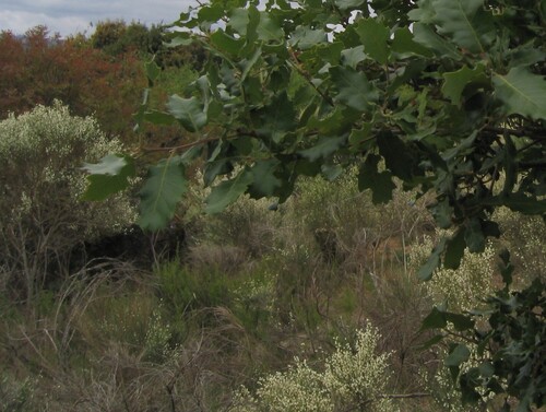 White spanishbroom (Cytisus multiflorus)