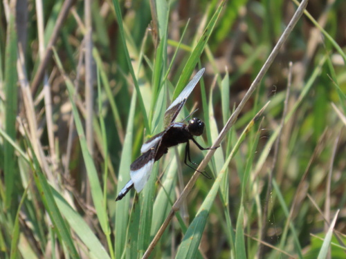 Widow Skimmer