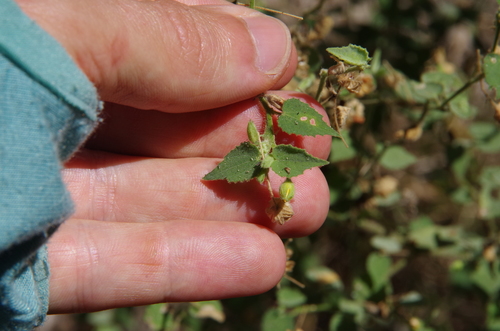 Viscid mallow (Abutilon viscosum)