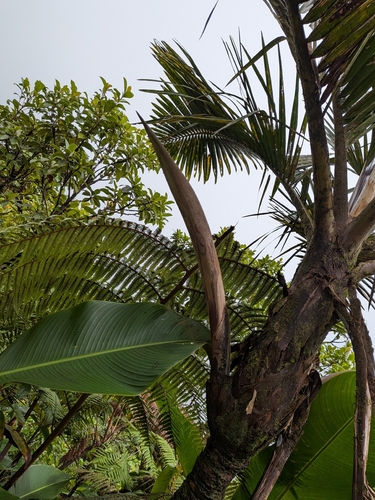 Prestoea acuminata, photograph 4