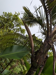 Prestoea acuminata, photograph (c) Guillaume Delaitre, some rights reserved (CC BY)