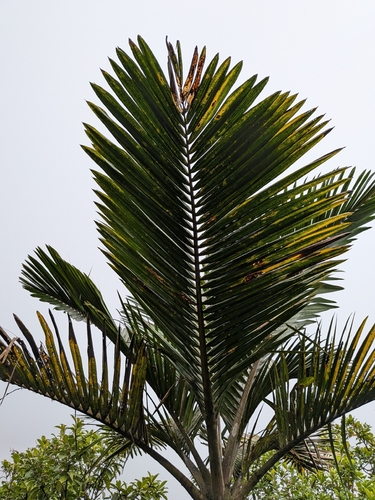 Prestoea acuminata, photograph 5