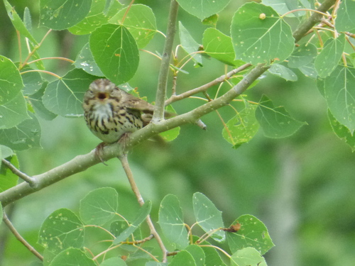 Lincoln's Sparrow, Fort McMurray, AB, Canada, photo 7 of 10