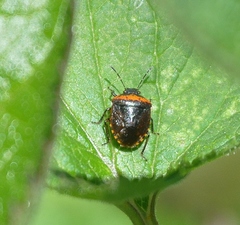 Cosmopepla uhleri