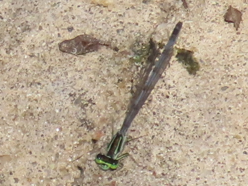 Eastern Forktail