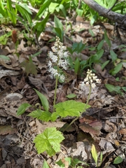 Tiarella stolonifera