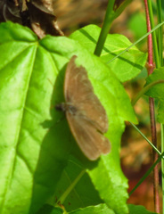 Hermeuptychia sosybius