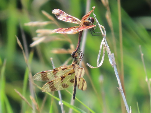 Halloween Pennant