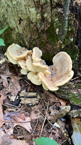 Black-staining Polypore
