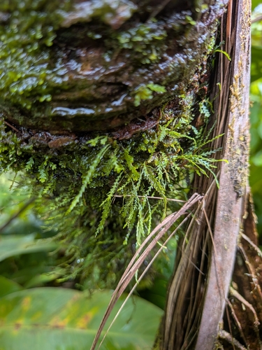 Toothed snailfern (Cochlidium serrulatum)
