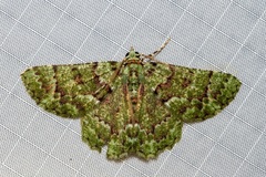 Aeolochroma hypochromaria