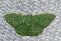 Chlorocoma tachypora