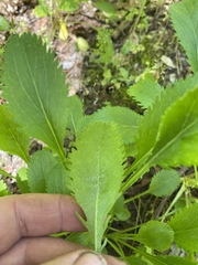 Packera paupercula appalachiana