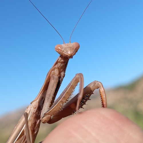 European Mantis