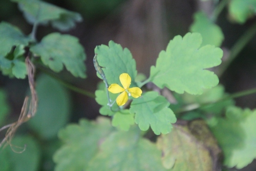 Greater celandine