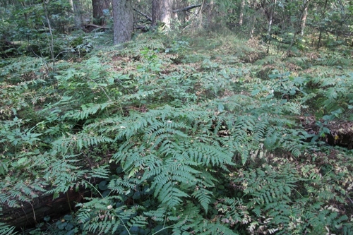 pinewood bracken