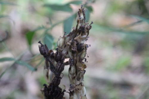pinesap