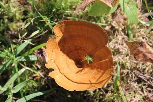 Brown Funnel Polypore