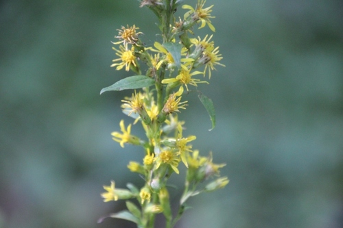 European goldenrod