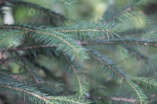 Norway spruce